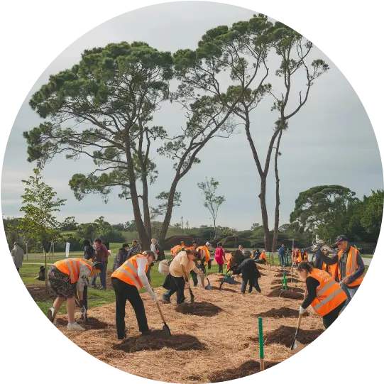 Labor intensive harvesting