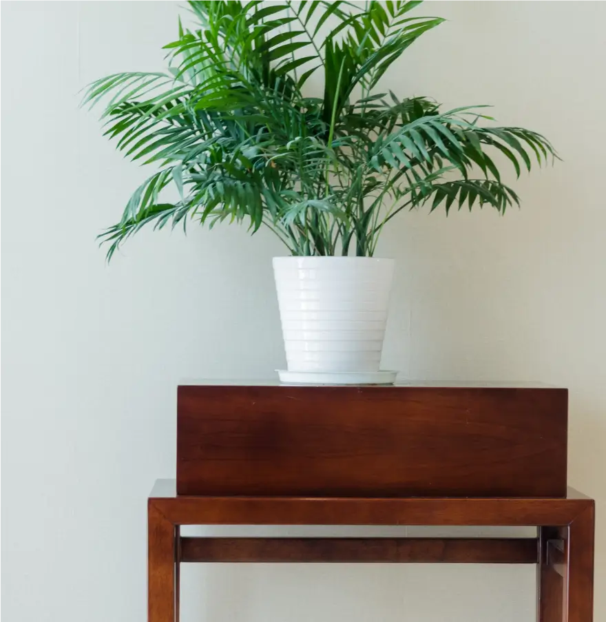 Teak VS Acacia - h2 - img-1