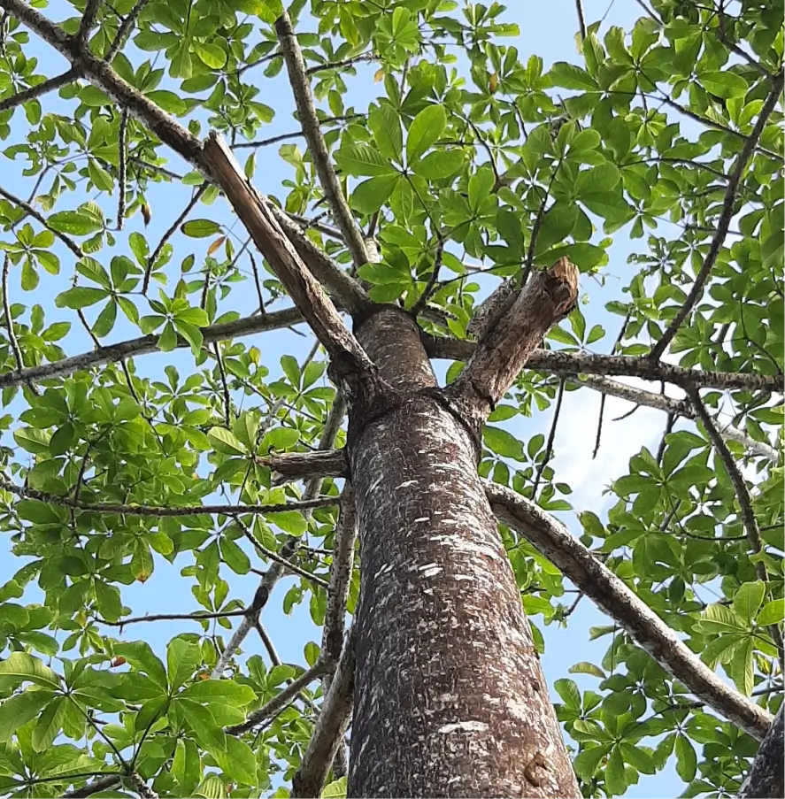 Teak wood