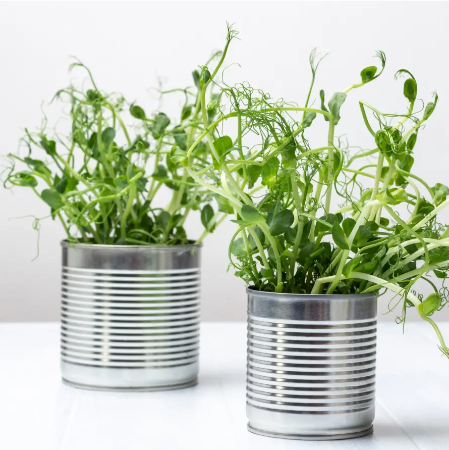 Tin Can Planters