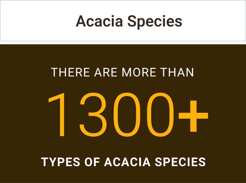 acacia species