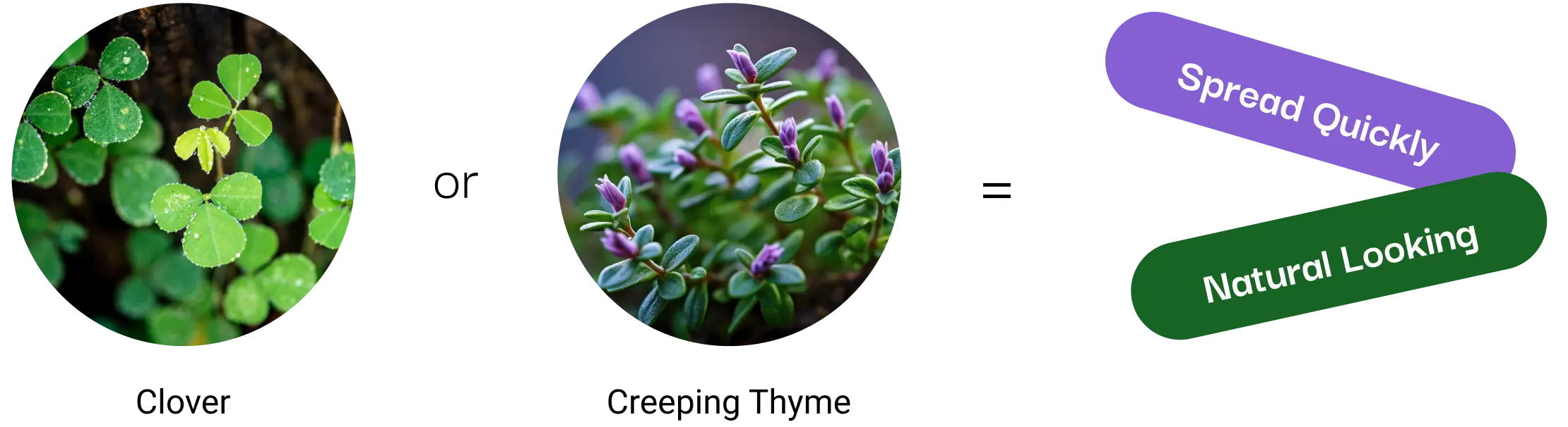 clover and creeping thyme