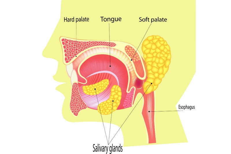 mouth