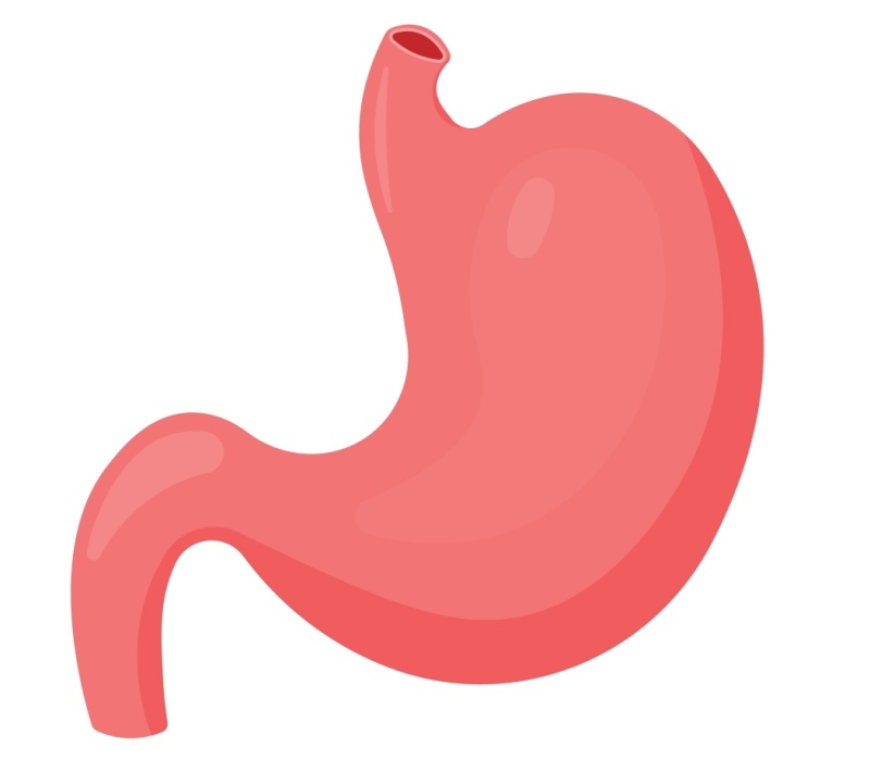 stomach