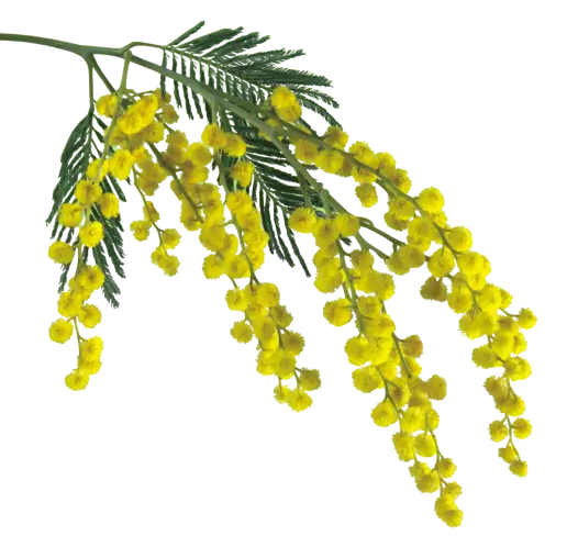 yellow-flowers-layer-2
