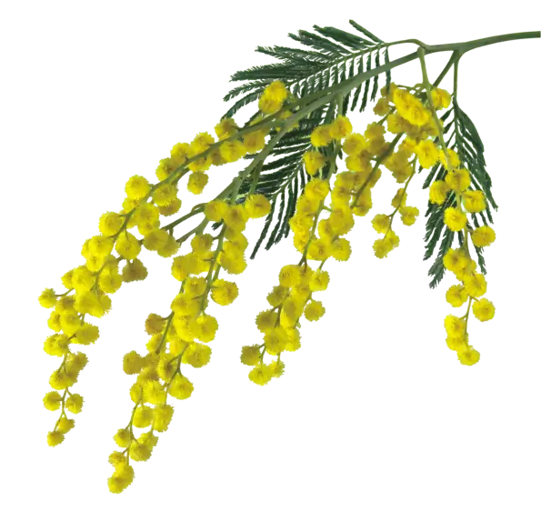 yellow-flowers-layer-3
