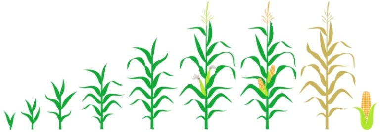 From Kernel to Crop: A Complete Guide to Understanding Corn