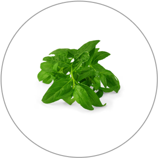 basil