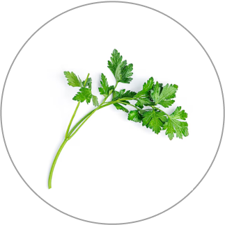 cilantro