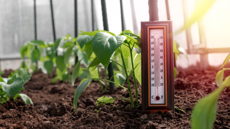 Greenhouse