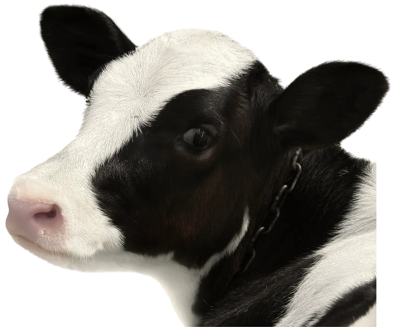 calf-img