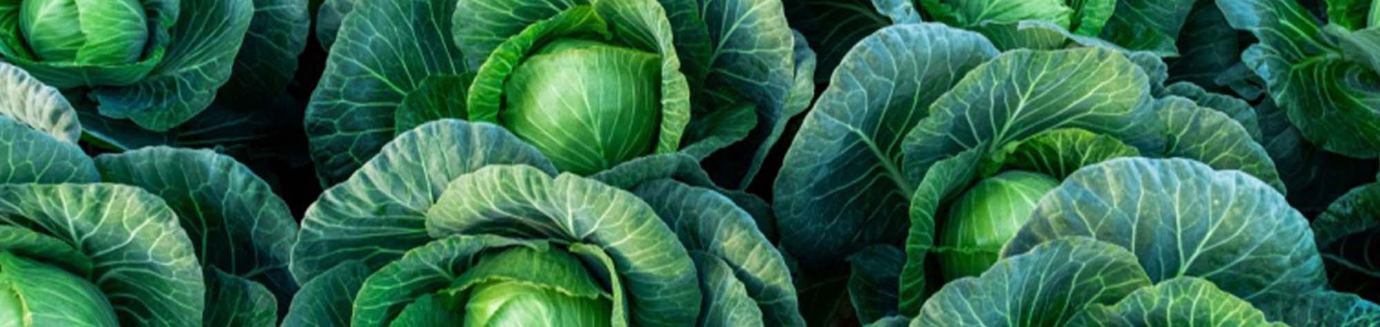 Growing-Organic-Vegetables-Header