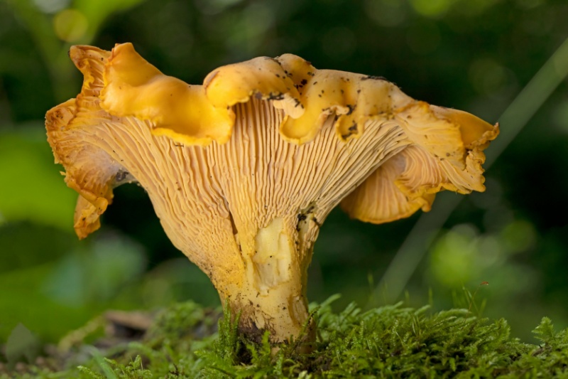 Cantharellus