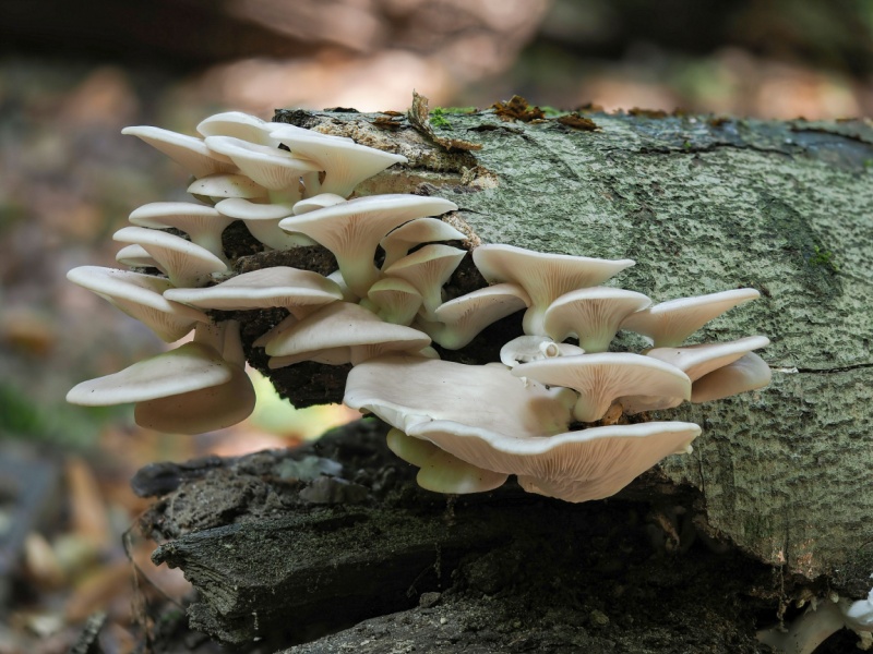 Pleurotus