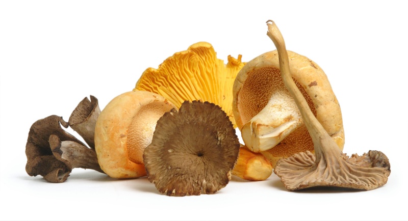 edible-mushrooms