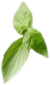 leaf img - h2 layer