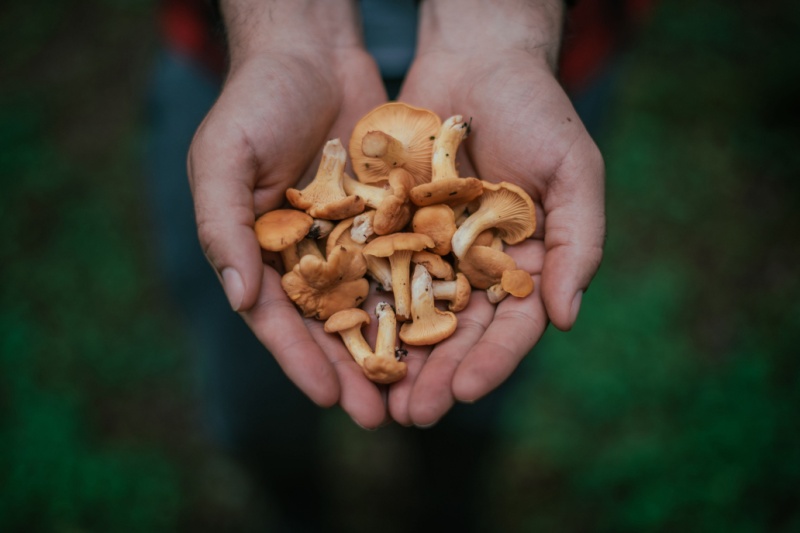 mushrooms-benefits