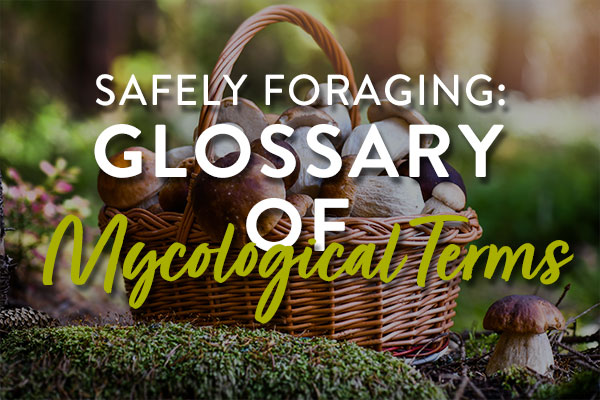 mycology-featured