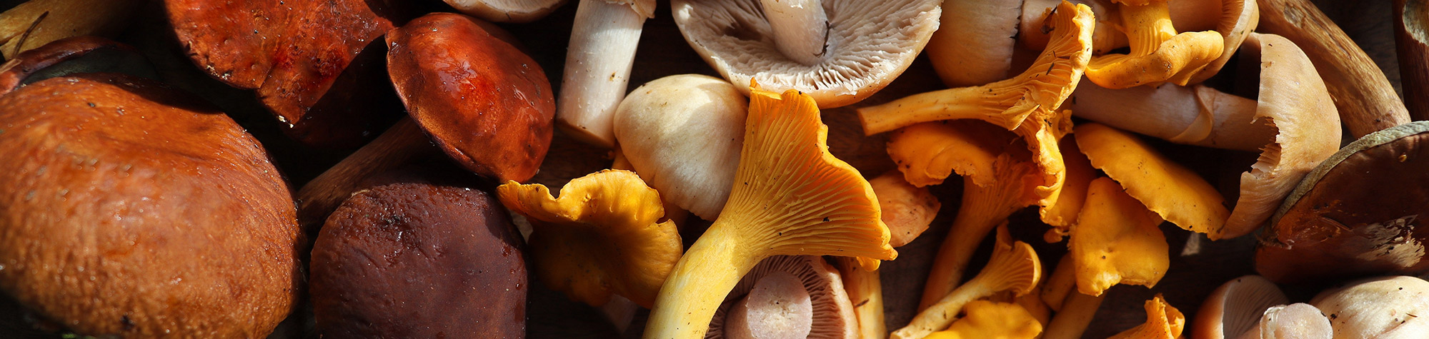 mycology-header