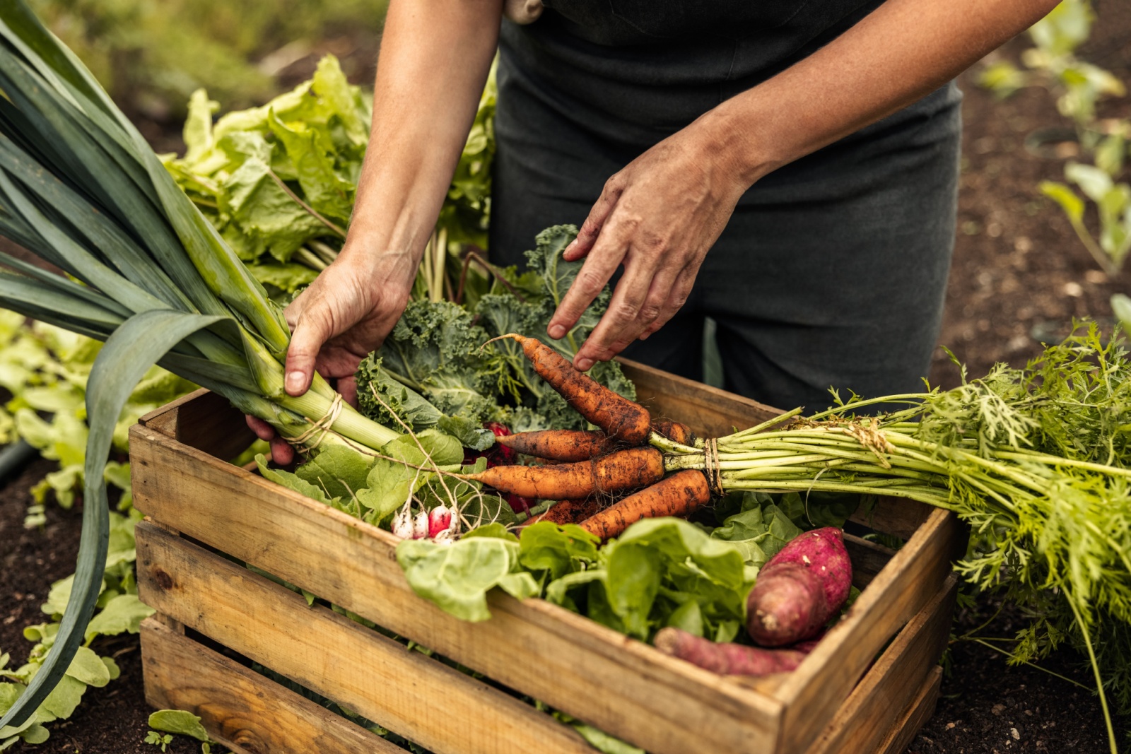Food Science - organic