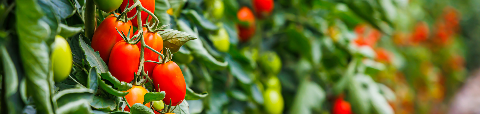 climate-resilience-header