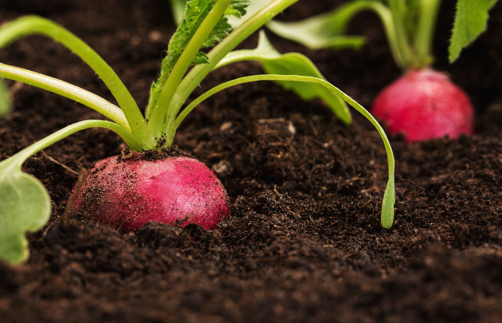 climate-resilience-soil health