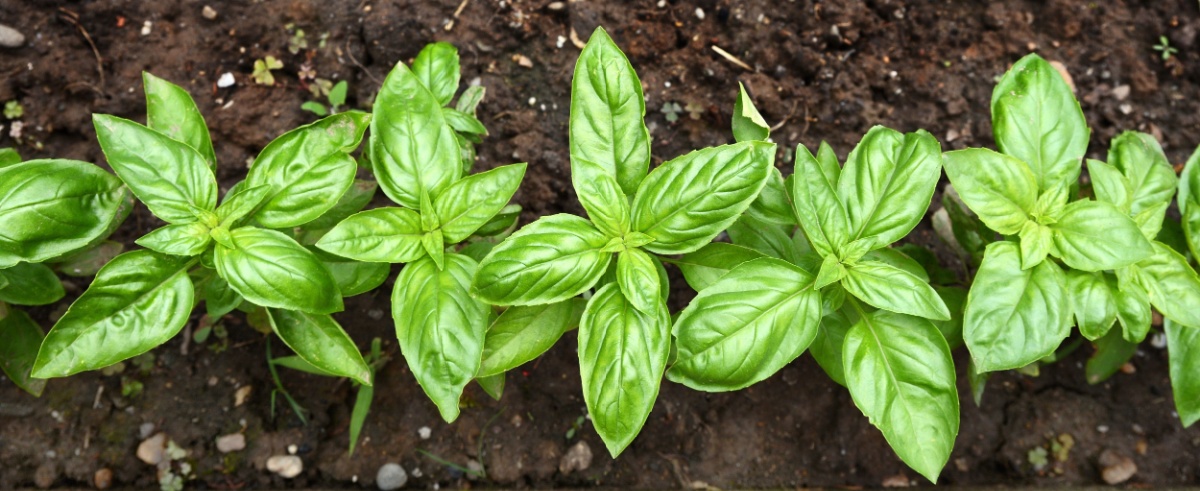 edible-garden-main