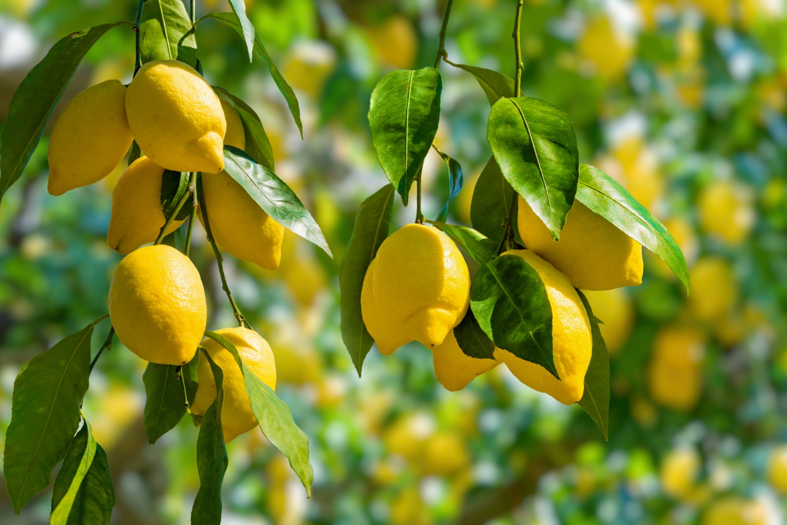 fruit-garden