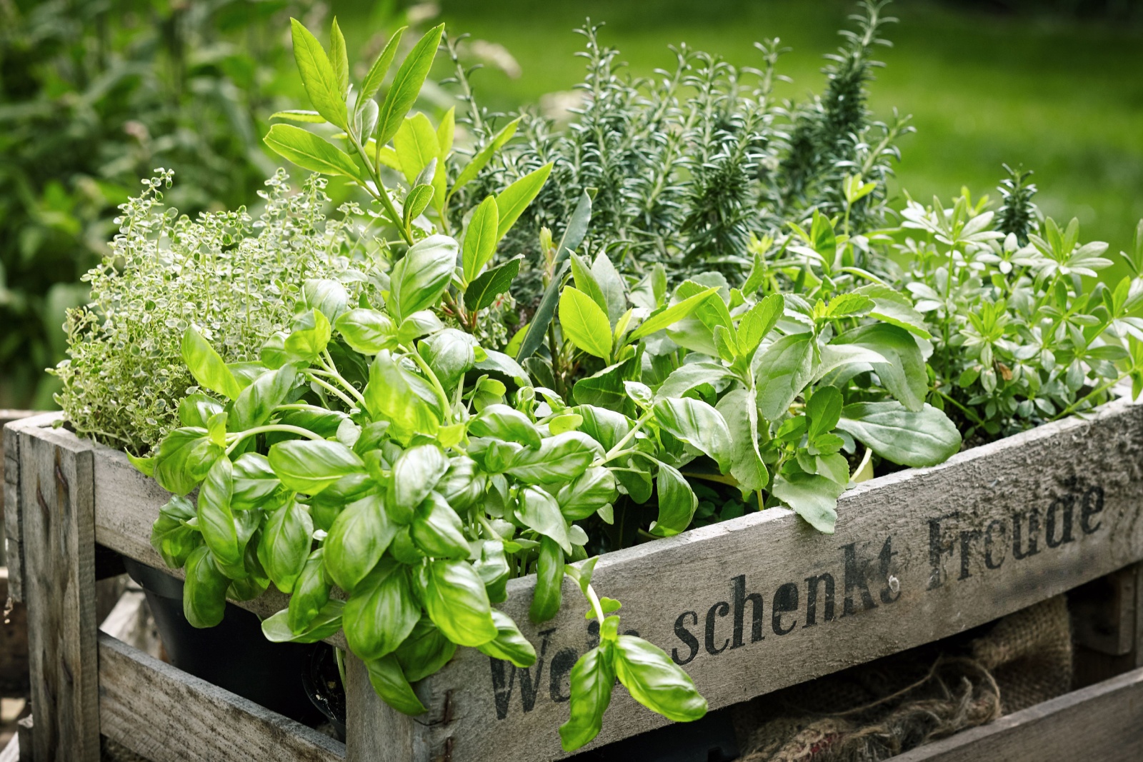 herb-garden