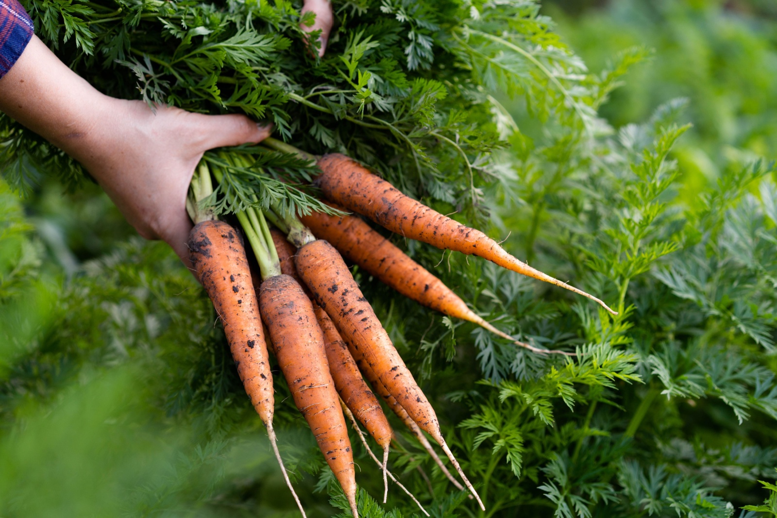 vegetable-garden