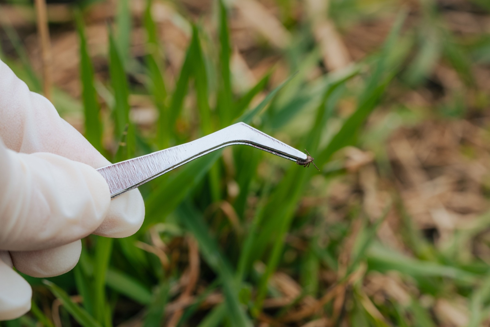 tick-safety-removing