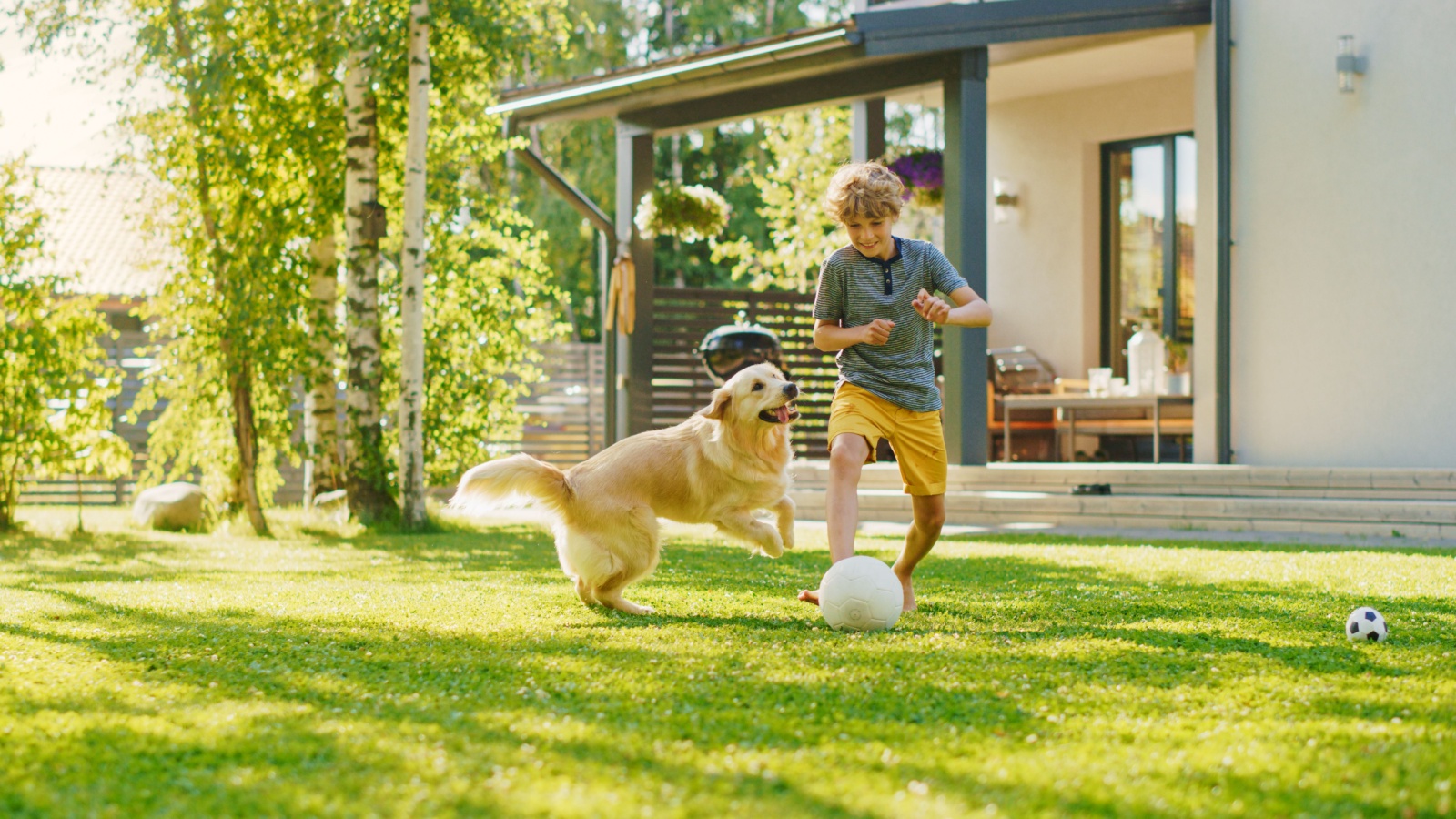 pet-proofing-backyard