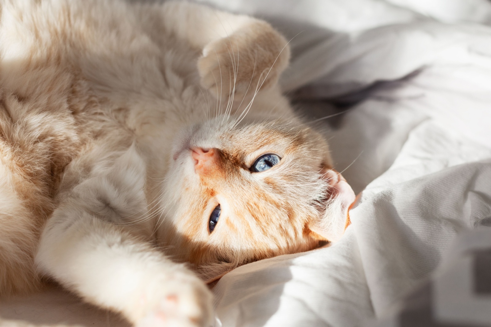 pet-proofing-bedroom