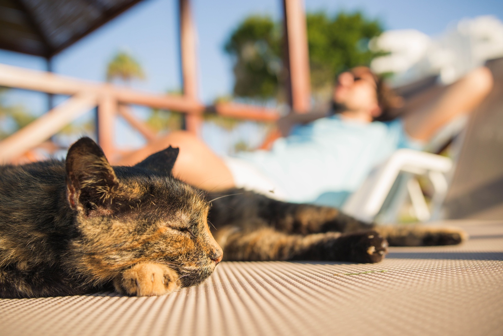 pet-proofing-deck