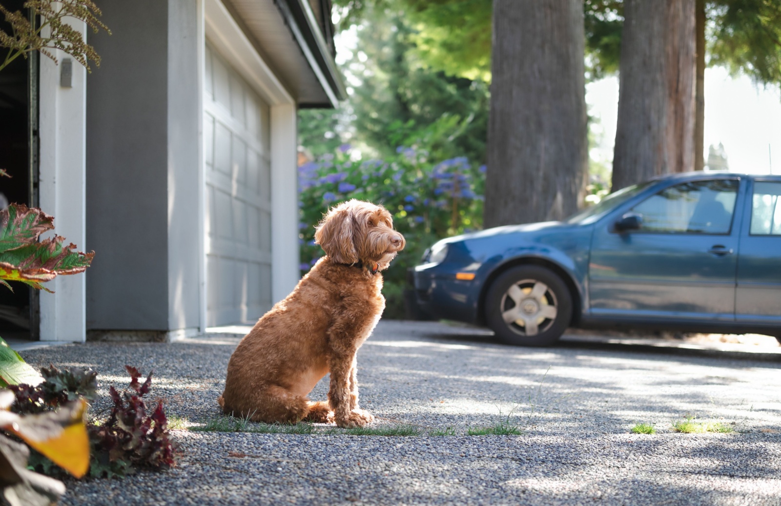 pet-proofing-garage