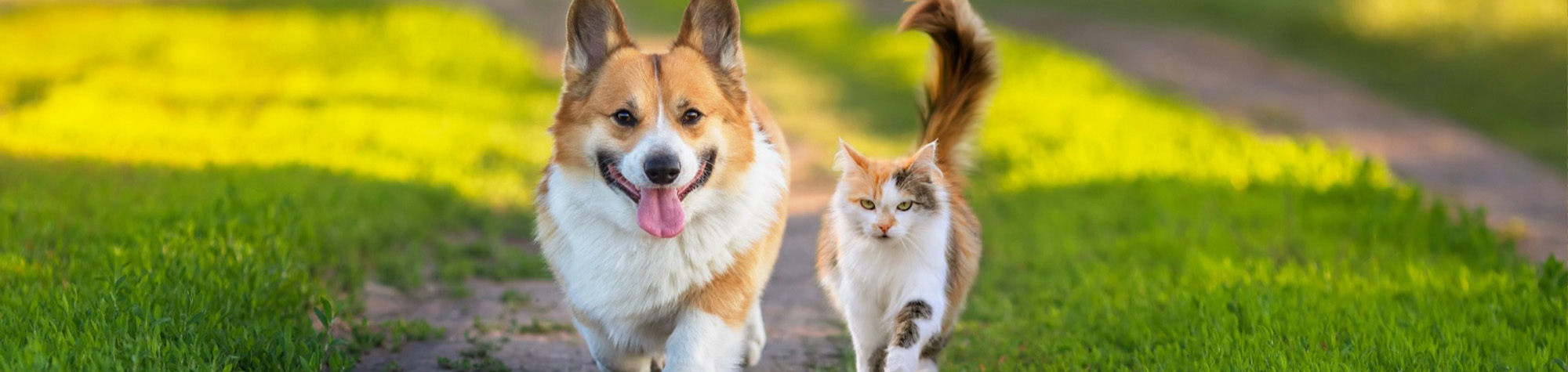 pet-proofing-header