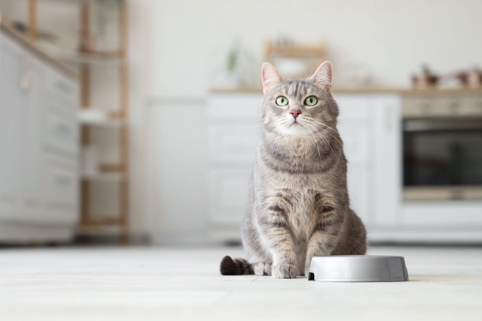 pet-proofing-kitchen