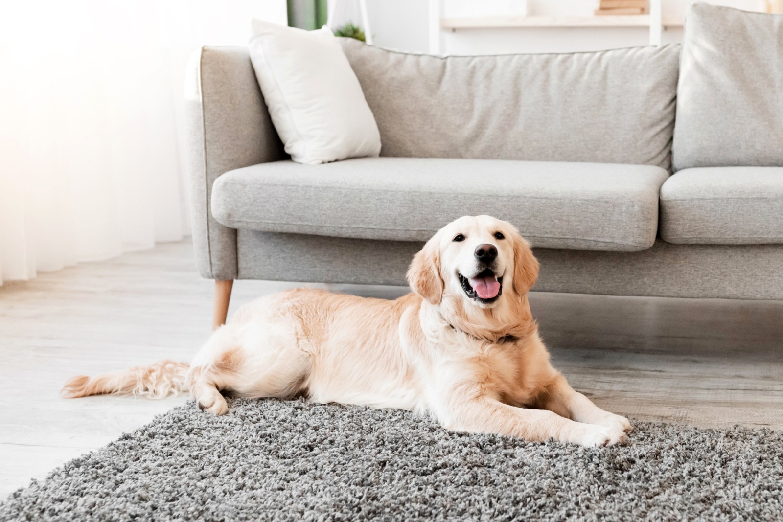 pet-proofing-living-room