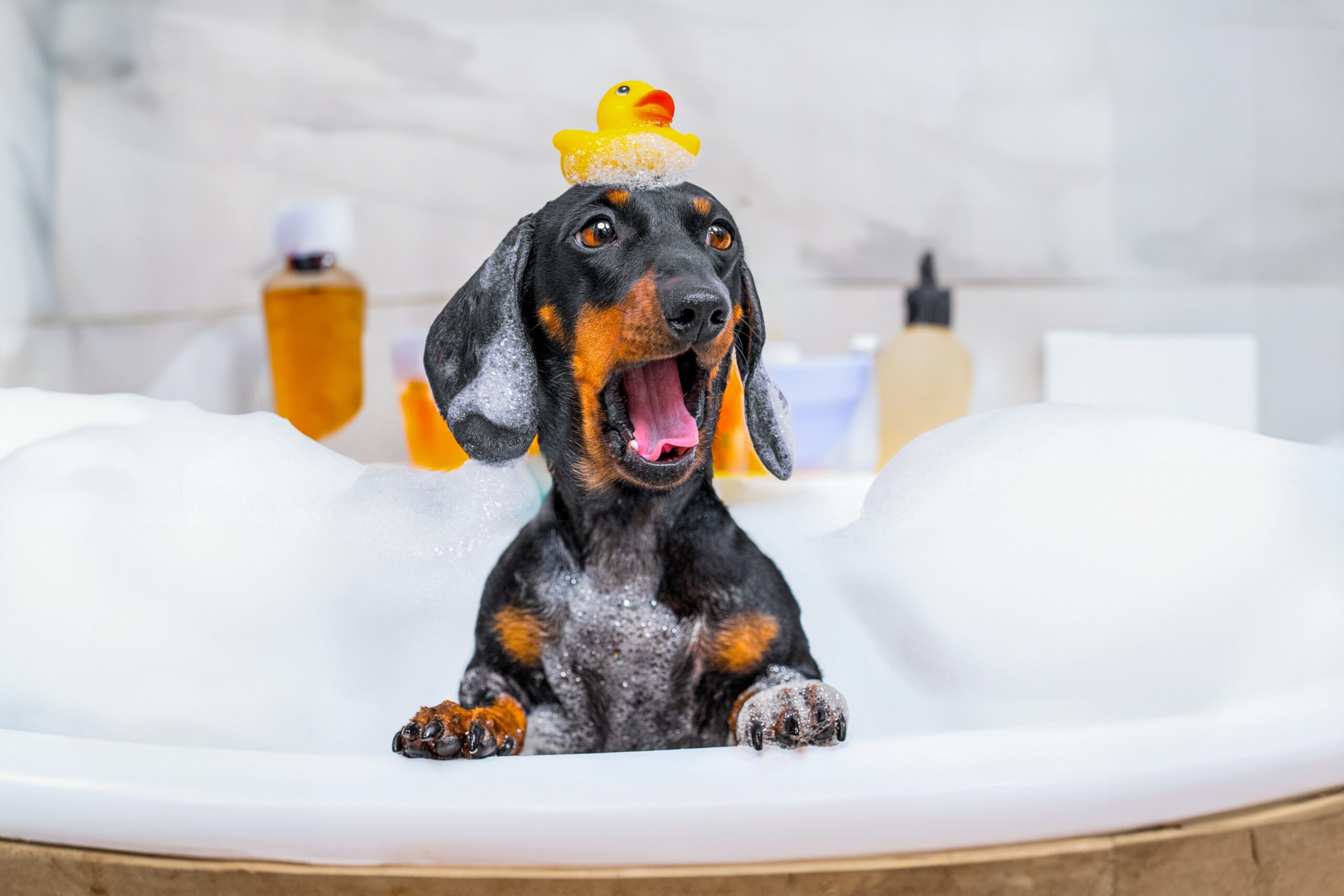 pet-proofing-intro