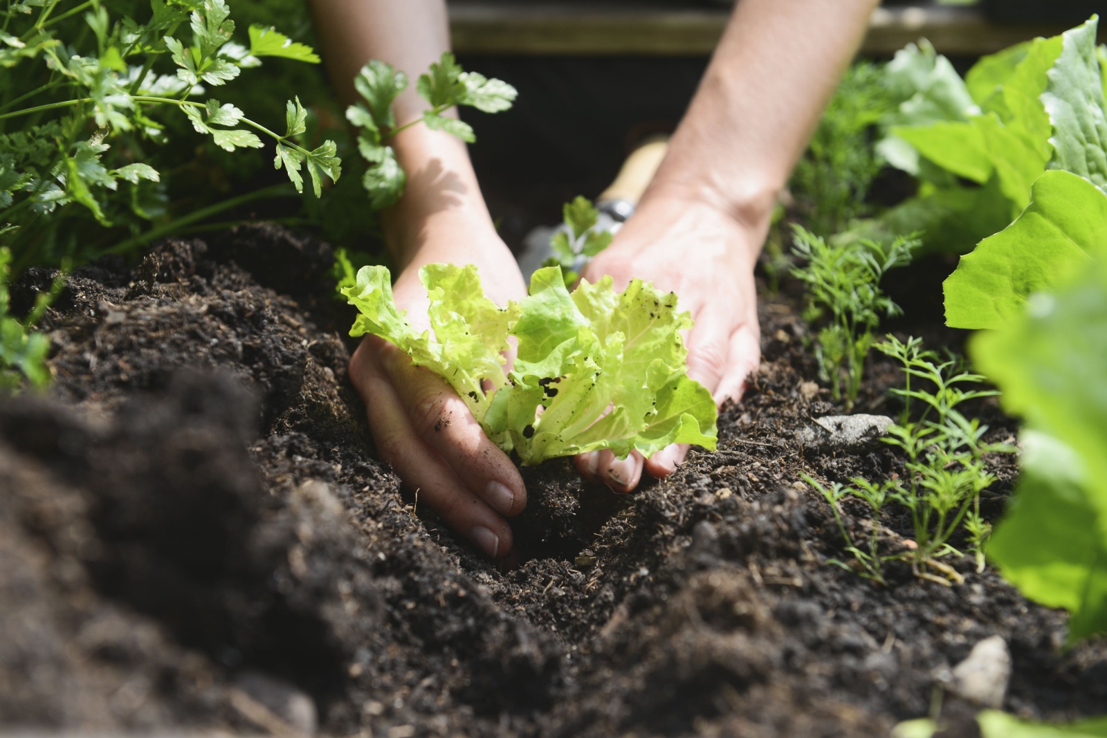 veggie-garden-soil