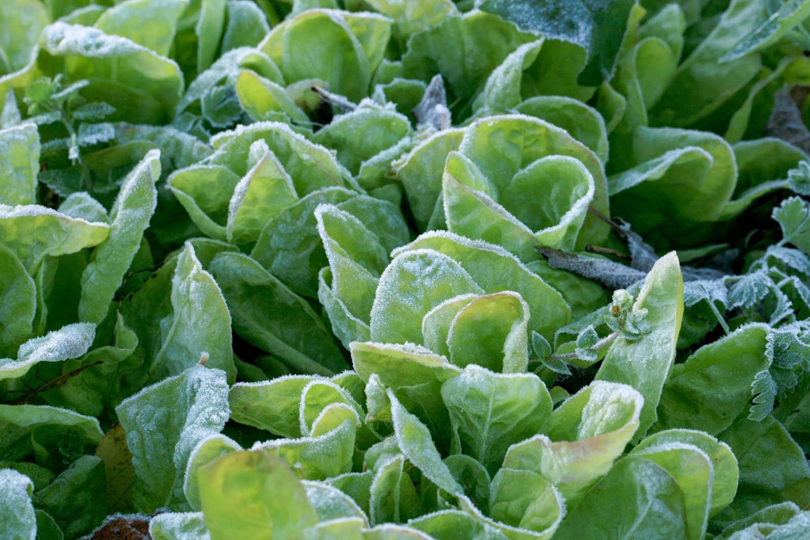 veggie-garden-temps