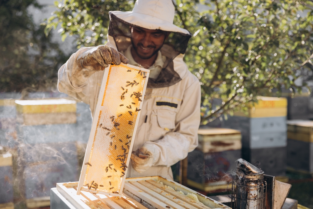 Beekeeper,Removing,Honeycomb,From,Beehive.,Person,In,Beekeeper,Suit,Taking