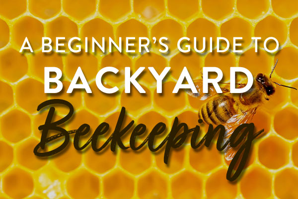 beekeeping-featured
