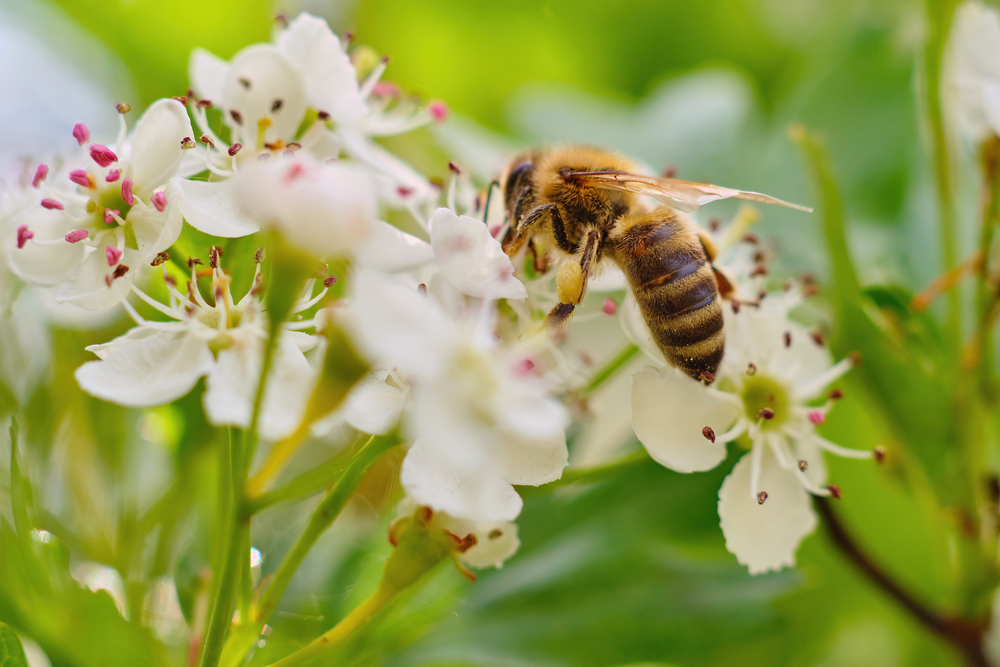 Close-up,Photo,Of,A,Bee,Pollinating,A,White,Flower
