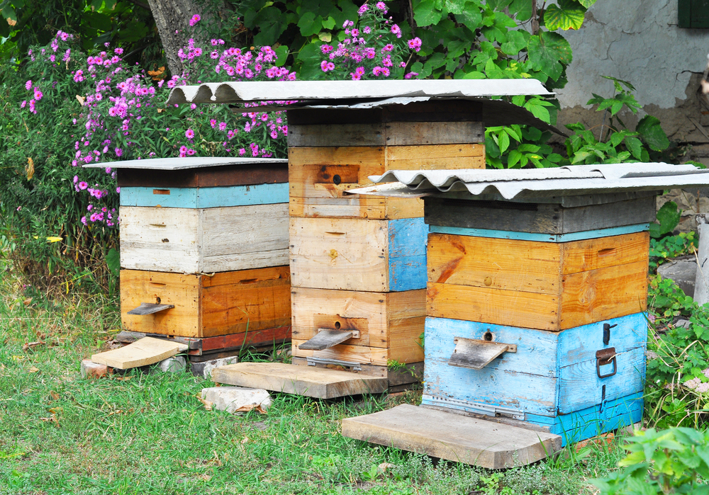 Wooden,Beehives.,Natural,Beekeeping,In,Your,Backyard.