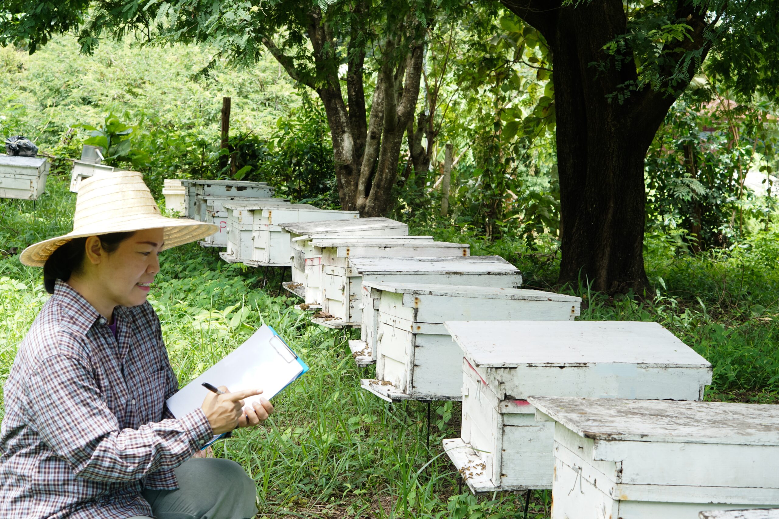 Asian,Female,Farmers,Is,Surveying,And,Inspecting,Wooden,Beekeeping,Boxes