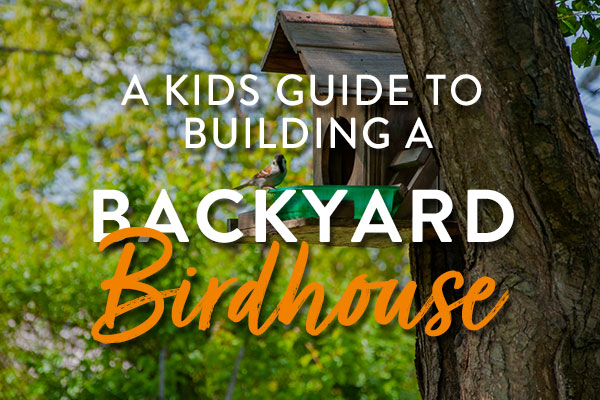 birdhouse-featured