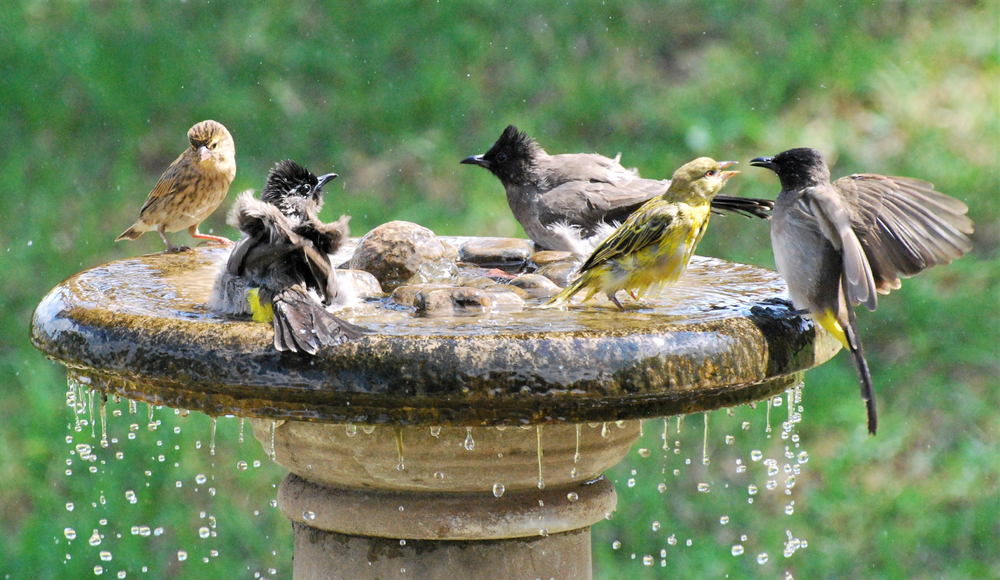 Birds,In,Action,At,Our,Birdbath
