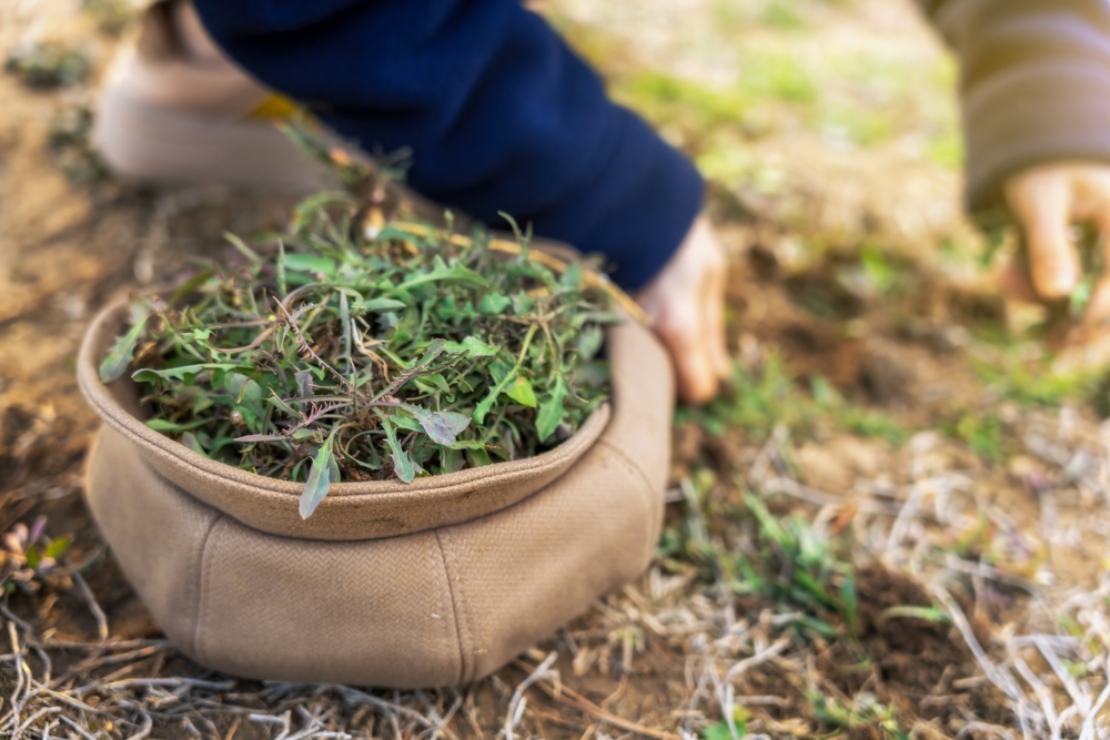 Little,Gardener,At,Work:,Kids',Eco-friendly,Activities