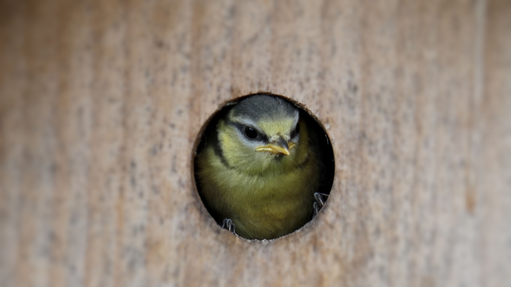 A,Selective,Focus,Shot,Of,A,Tit,On,A,Hole